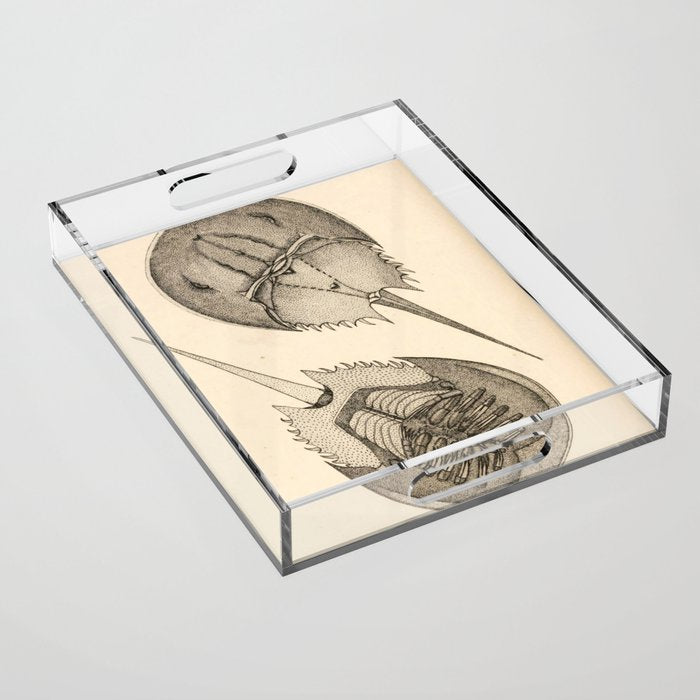 Horseshoe Crabs Acrylic Tray Gallery Image 1