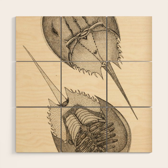 Horseshoe Crabs Wood Wall Art Gallery Image 1