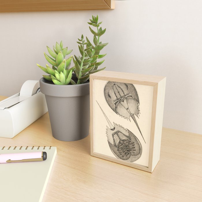 Horseshoe Crabs Mini Art Print Gallery Image 2