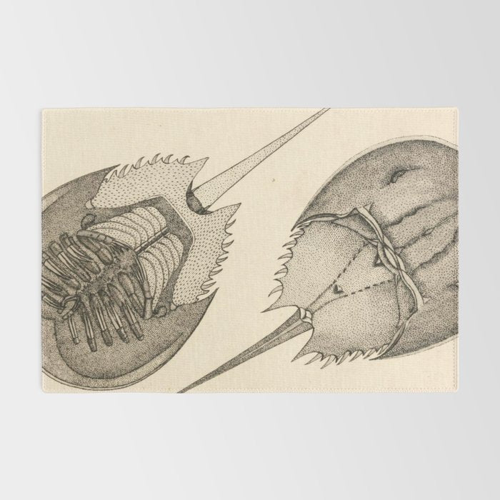 Horseshoe Crabs Rug Gallery Image 2