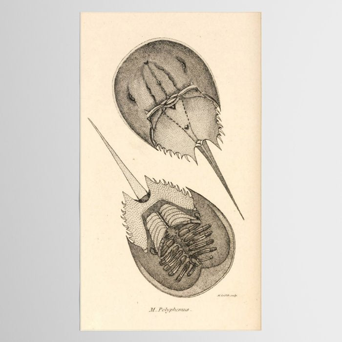 Horseshoe Crabs Tablecloth Gallery Image 2