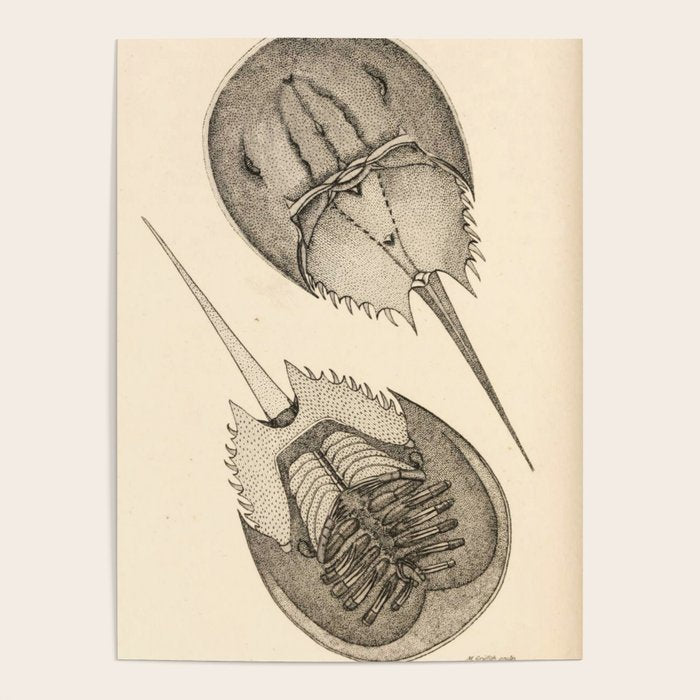Horseshoe Crabs Poster Gallery Image 1