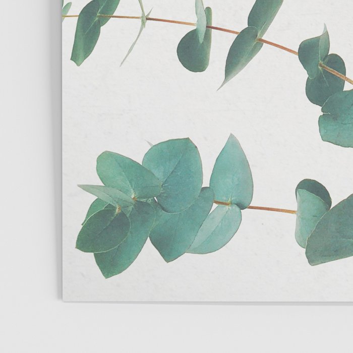 Eucalyptus Poster Gallery Image 3