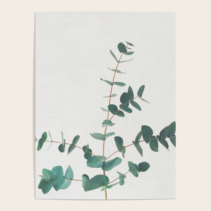 Eucalyptus Poster Gallery Image 4