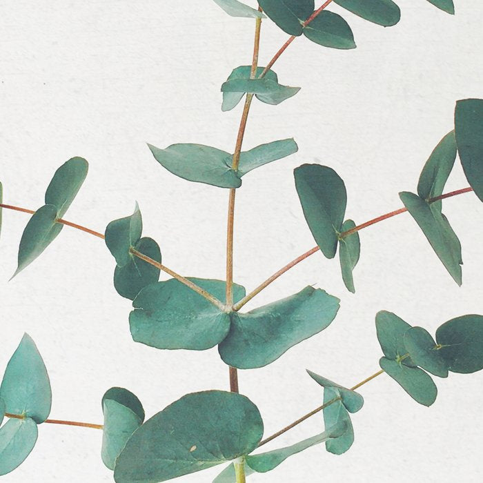 Eucalyptus Coffee Mug Gallery Image 2