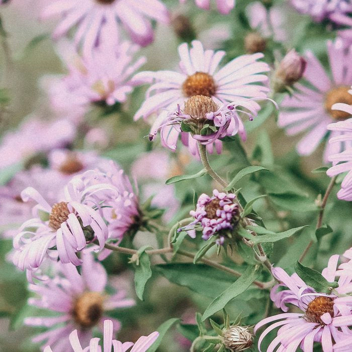 Joyful Little Flowers x purple modern botanical photograph Coffee Mug Gallery Image 2