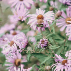 Joyful Little Flowers x purple modern botanical photograph Coffee Mug Gallery Image 2