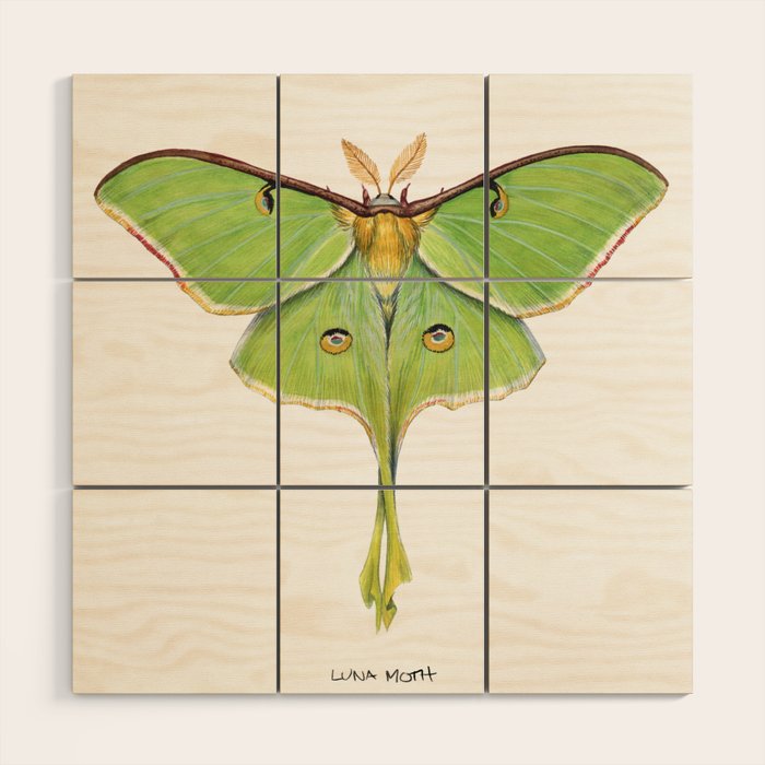 Luna Moth (Actias luna) II Wood Wall Art Gallery Image 1