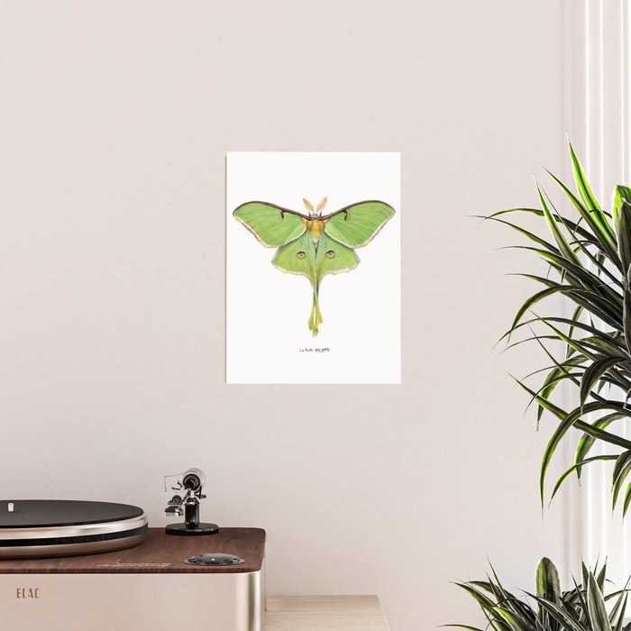 Luna Moth (Actias luna) II Poster Gallery Image 2