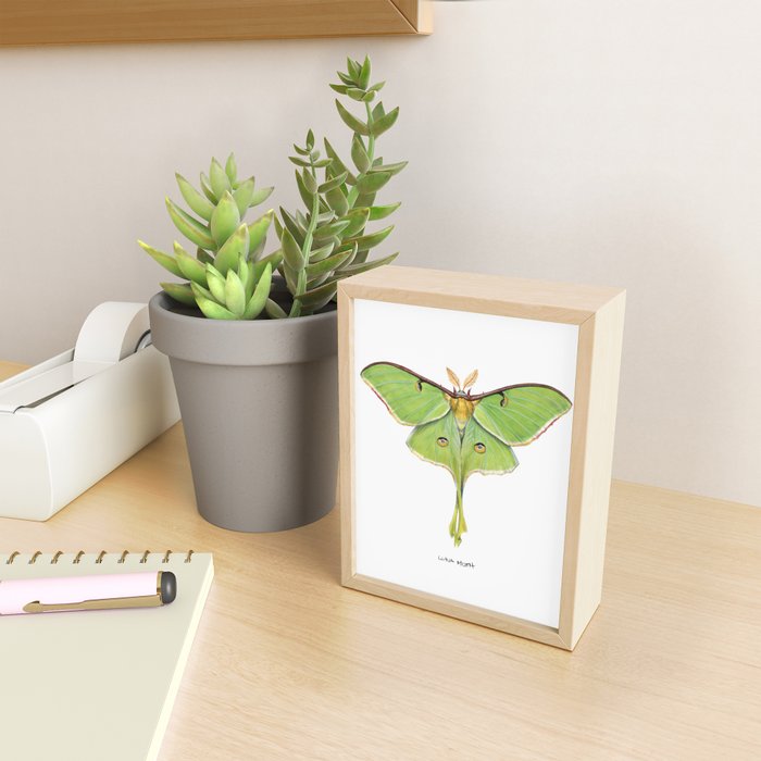 Luna Moth (Actias luna) II Mini Art Print Gallery Image 2