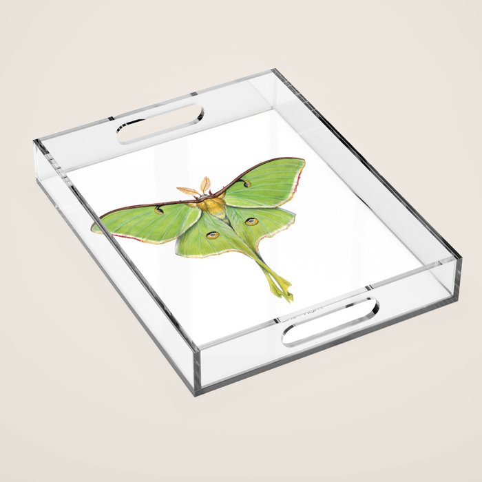 Luna Moth (Actias luna) II Acrylic Tray Gallery Image 1