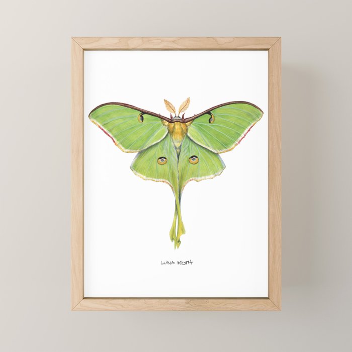 Luna Moth (Actias luna) II Mini Art Print