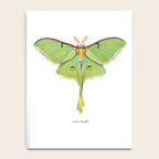 Luna Moth (Actias luna) II Notebook Gallery Image 4