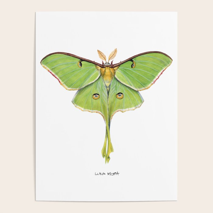 Luna Moth (Actias luna) II Poster Gallery Image 4