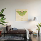 Luna Moth (Actias luna) II Wood Wall Art Gallery Image 2