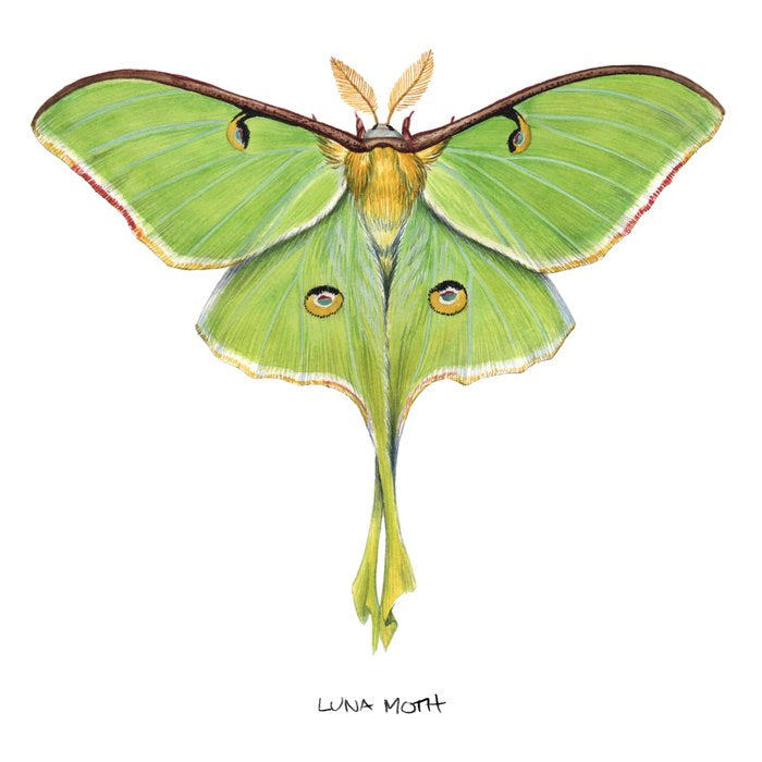 Luna Moth (Actias luna) II Coffee Mug Gallery Image 2