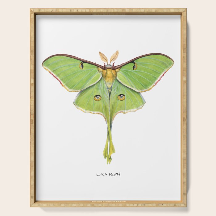Luna Moth (Actias luna) II Serving Tray Gallery Image 1