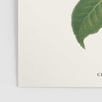 Sushi Plant Poster Gallery Image 3