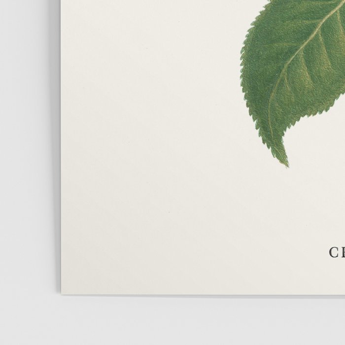 Sushi Plant Poster Gallery Image 3
