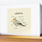 Anatomy of a Cockatiel Wall Mural Gallery Image 2