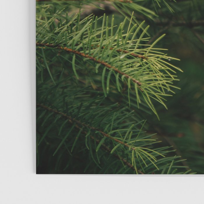 Pine Details Poster Gallery Image 3