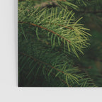 Pine Details Poster Gallery Image 3
