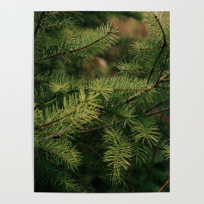 Pine Details Poster Gallery Image 1
