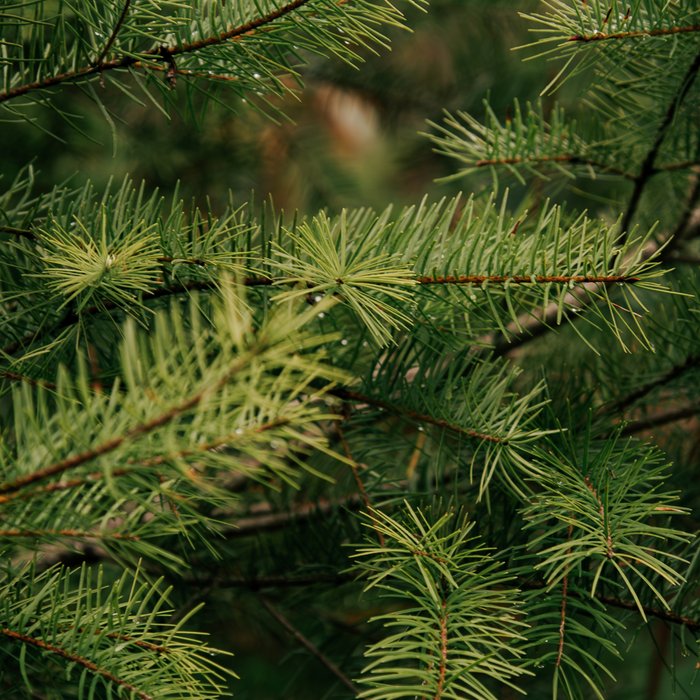 Pine Details Coffee Mug Gallery Image 2