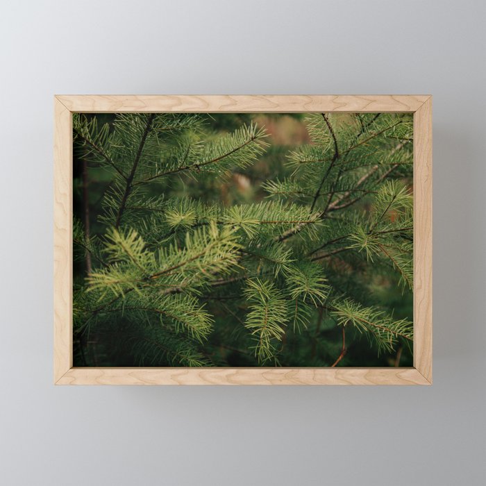 Pine Details Mini Art Print Gallery Image 1