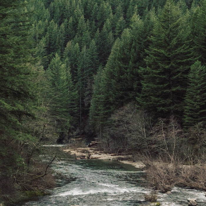 Adventure Forest River - Pacific Northwest Wanderlust Coffee Mug Gallery Image 2