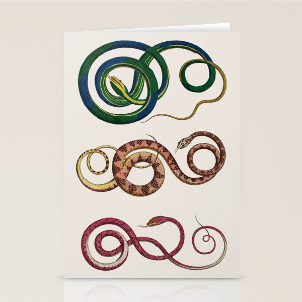 Albertus Seba Three Snakes Illustration  Stationery Card Gallery Image 2
