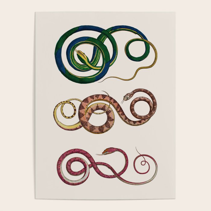 Albertus Seba Three Snakes Illustration  Poster Gallery Image 1