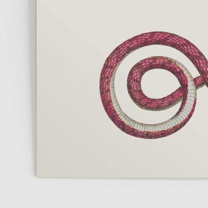 Albertus Seba Three Snakes Illustration  Poster Gallery Image 3