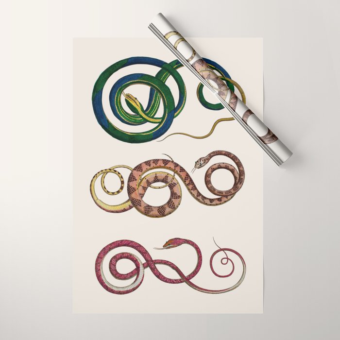 Albertus Seba Three Snakes Illustration  Wrapping Paper Gallery Image 1