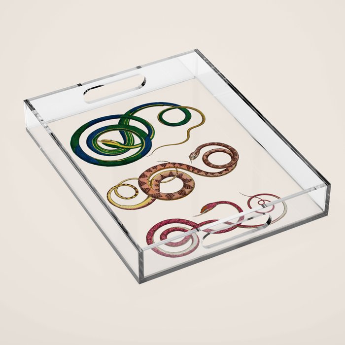 Albertus Seba Three Snakes Illustration  Acrylic Tray Gallery Image 1