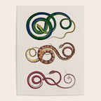 Albertus Seba Three Snakes Illustration  Poster Gallery Image 4