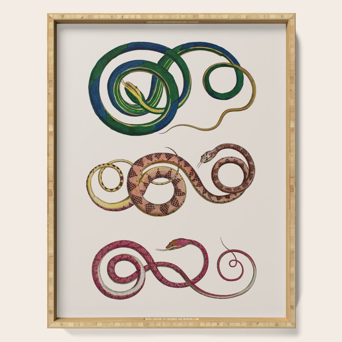 Albertus Seba Three Snakes Illustration  Serving Tray Gallery Image 1