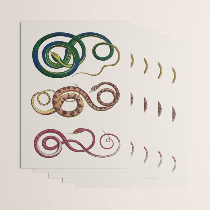 Albertus Seba Three Snakes Illustration  Wrapping Paper Gallery Image 3
