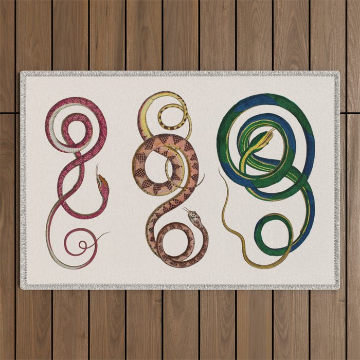 Albertus Seba Three Snakes Illustration  Outdoor Rug Gallery Image 1