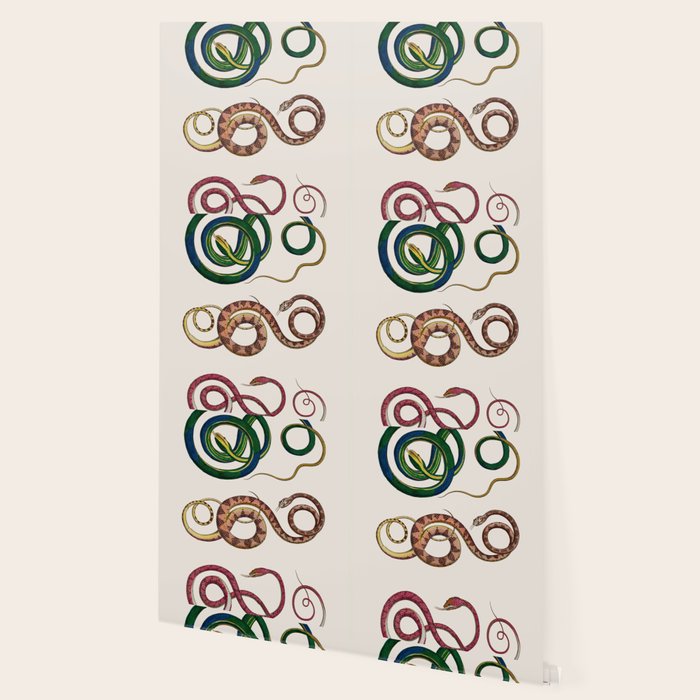 Albertus Seba Three Snakes Illustration  Wallpaper Gallery Image 2