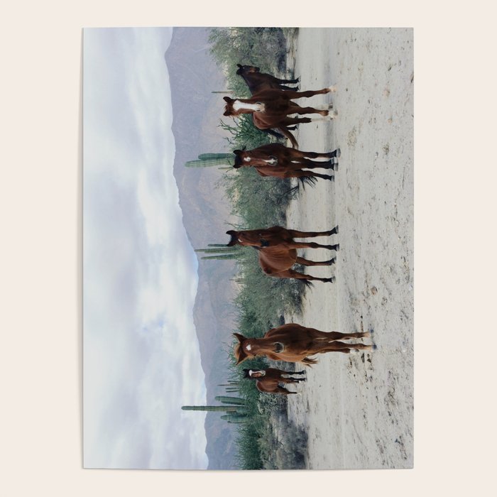 Bahía de los Ángeles Wild Horses Poster Gallery Image 4