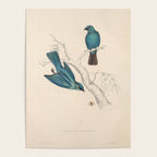 Verditer flycatcher by Elizabeth Gould from "A Century of Birds from the Himalaya Mountains," 1831 Poster Gallery Image 4