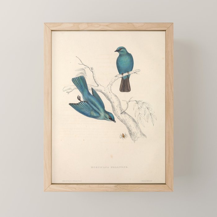 Verditer flycatcher by Elizabeth Gould from "A Century of Birds from the Himalaya Mountains," 1831 Mini Art Print Gallery Image 1