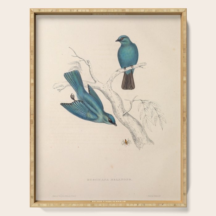 Verditer flycatcher by Elizabeth Gould from "A Century of Birds from the Himalaya Mountains," 1831 Serving Tray Gallery Image 1