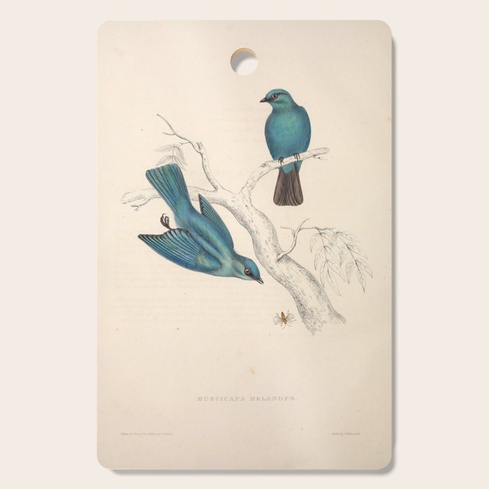 Verditer flycatcher by Elizabeth Gould from "A Century of Birds from the Himalaya Mountains," 1831 Cutting Board Gallery Image 1