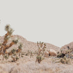 Pale Desert #4 - Joshua Tree Cactus, Nature Art, Landscape Photography Coffee Mug Gallery Image 2