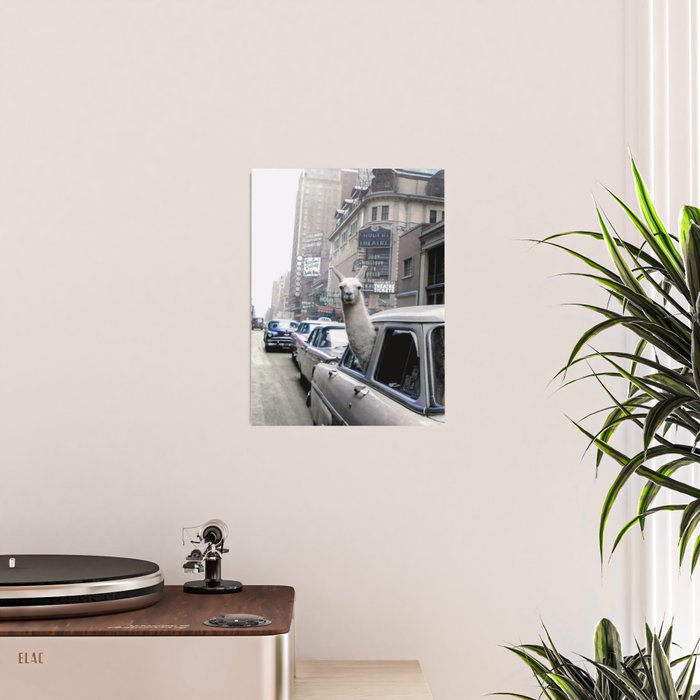 Llama Riding In Taxi In Color Poster Gallery Image 2