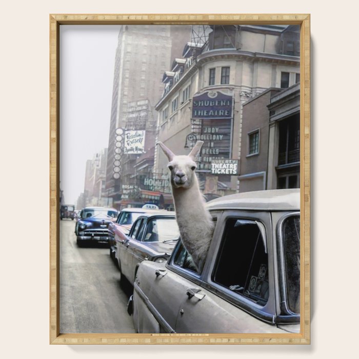 Llama Riding In Taxi In Color Serving Tray Gallery Image 1