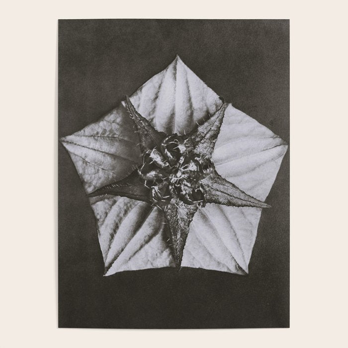 Snowbird, The Magic Garden of Nature, autumn blossom black and white photograph by Karl Blossfeldt Poster Gallery Image 1