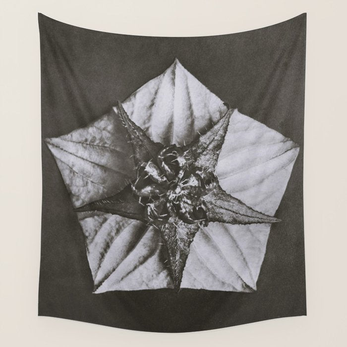 Snowbird, The Magic Garden of Nature, autumn blossom black and white photograph by Karl Blossfeldt Wall Tapestry Gallery Image 4
